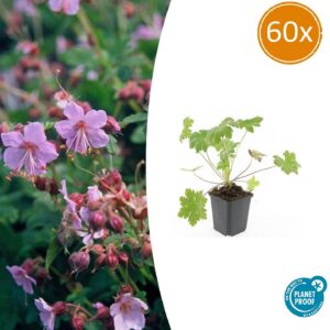 e70c36dad96649158c91d79f885e79b4fdd77b32b08d41e09c76ee8d1347cd8d.jpg Geranium macrorrhizum 'Ingwersen's Var.' | 60 Stücke