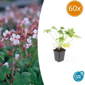 d07440ce6ce5427ba214247bf89921425878f51288514043b78e1424e2ddeabd.jpg Geranium macrorrhizum 'Spessart' | 60 Stücke