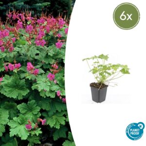 0b4b8b4c6e3e4b1fab4a08232103dd8751193bddde47411191125947fdecac9f.jpg Geranium macrorrhizum 'Czakor' | 6 Stücke