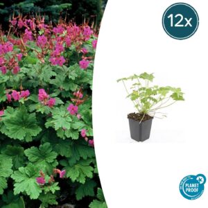 b174bbb3f124465e9c150a6febb6e2919f358739c212435db5d8aca8f2b7c26e.jpg Geranium macrorrhizum 'Czakor' | 12 Stücke
