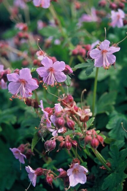 Geranium macrorrhizum 'Ingwersen's Var.' | 6 Stücke