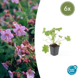 9877d650d0de46b2a3a0a02f86ae1315023cefec070f411b92c5c14f78ee139a.jpg Geranium macrorrhizum 'Ingwersen's Var.' | 6 Stücke
