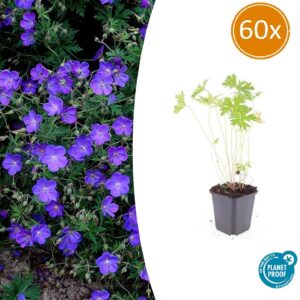 486b4761570947f3b3e939f9a52702550b8a34581ede42d29eed860fe5c5571d.jpg Geranium 'Johnson's Blue' | 60 Stücke