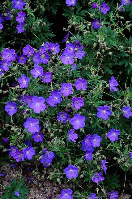 Geranium 'Johnson's Blue' | 60 Stücke