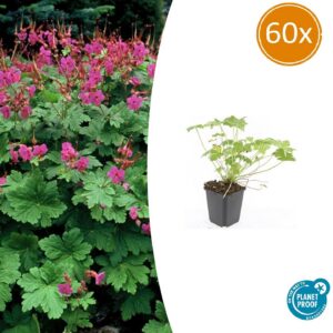 2fc9ad9406034f189735b526eab2e7a2bd8939f53a7b4e2680d433a0927770a0.jpg Geranium macrorrhizum 'Czakor' | 60 Stücke