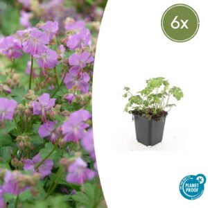56a03f1d393c459ea4d12030ea45b2273e7a3c94e8ec49ebb87285a9fb36b4c7.jpg Geranium cantabrigiense 'Cambridge' | 6 Stücke