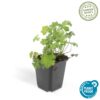 Geranium cantabrigiense 'Biokovo' | 60 Stücke