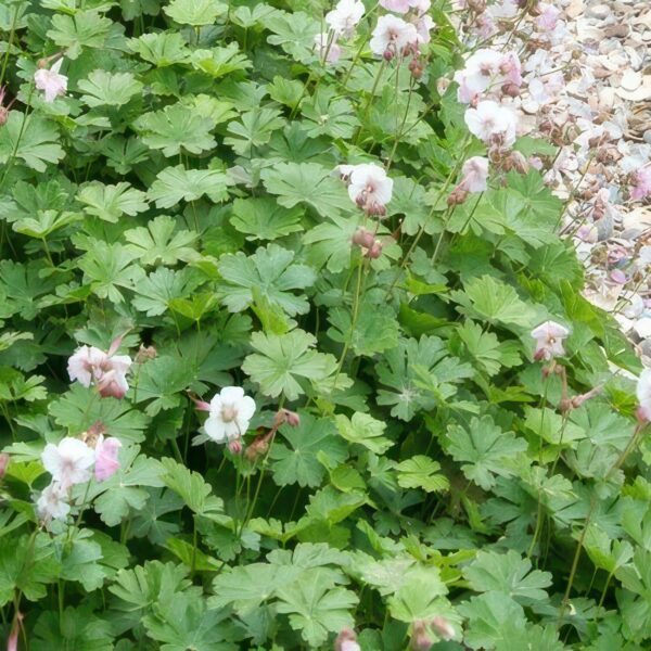 Geranium cantabrigiense 'Biokovo' | 60 Stücke
