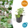 Geranium cantabrigiense 'Biokovo' | 60 Stücke