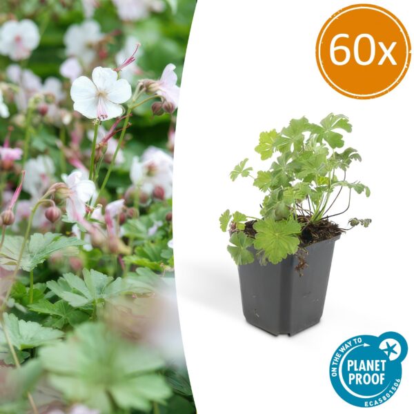 Geranium cantabrigiense 'Biokovo' | 60 Stücke