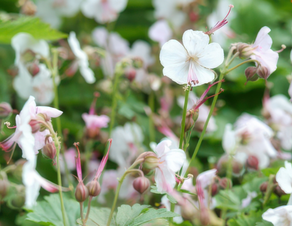 Geranium cantabrigiense 'Biokovo' | 60 Stücke