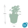 Geranium cantabrigiense 'Biokovo' | 60 Stücke