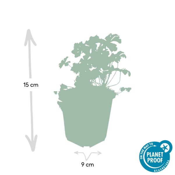 Geranium cantabrigiense 'Biokovo' | 60 Stücke