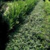 Euonymus fortunei 'Radicans' | 6 Stücke