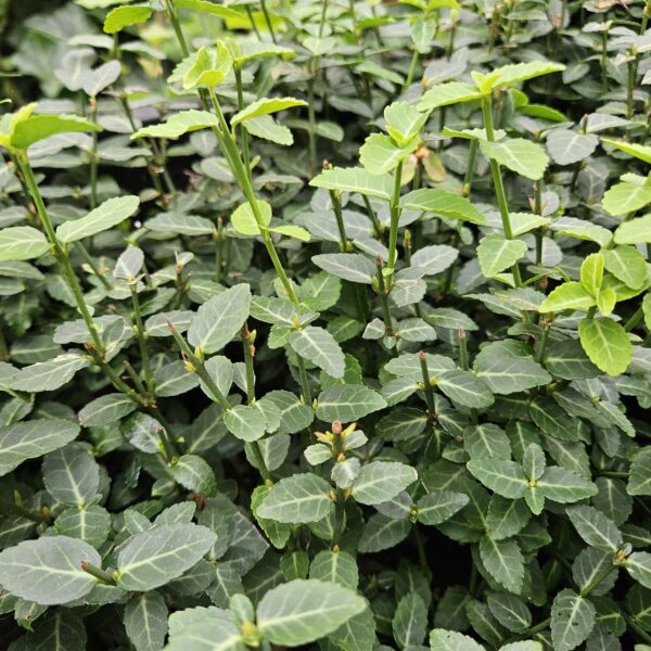 Euonymus fortunei 'Radicans' | 6 Stücke