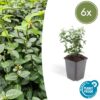 Euonymus fortunei 'Radicans' | 6 Stücke