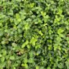 5c8140d9a3254f5dbde34925273fc850aa99337cd4eb4b768d851a8023bfd77f.jpg Euonymus fortunei 'Minimus' | 60 Stücke
