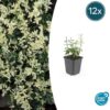 Euonymus fortunei 'Harlequin' | 12 Stücke