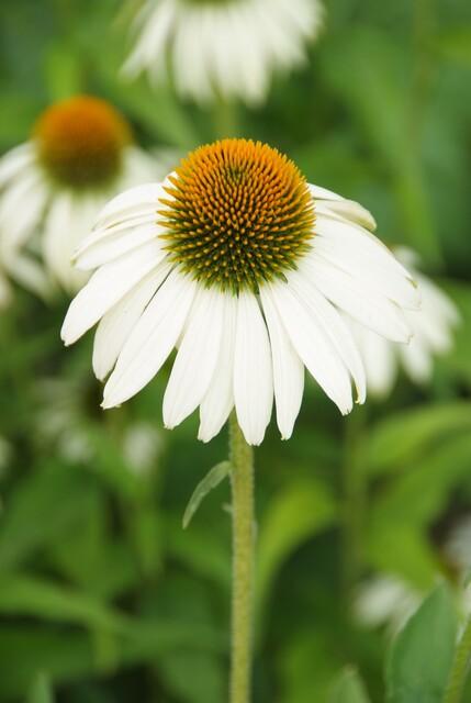 Echinacea purpurea 'White Swan' | 12 Stücke