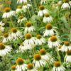 Echinacea purpurea 'White Swan' | 12 Stücke