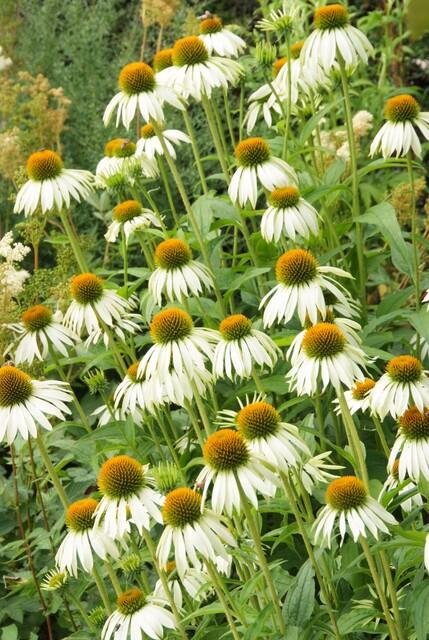 Echinacea purpurea 'White Swan' | 12 Stücke