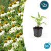 Echinacea purpurea 'White Swan' | 12 Stücke