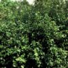 45163d54d2034bd1a90e6c5eb2c083df200fa94784f6489ba038161e92c0ceaf.jpg Euonymus fortunei 'Coloratus' | 12 Stücke