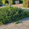f350e06655084538b48f4c82f139f0fcd721195a725d4614bdbb740adebdb18a.jpg Euonymus fortunei 'Coloratus' | 12 Stücke