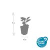 296e7c069bb44459937a7f41d9dff7b6162064eeec73464c871993b139a02a14.jpg Echinacea purpurea 'Magnus' | 12 Stücke