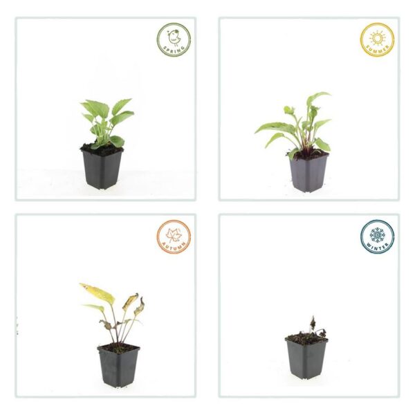 c03db76a4f054dfd933dc63eb5b4e3a47082d4049d88418ea0d3e9b3c50c4797.jpg Echinacea purpurea 'Magnus' | 12 Stücke