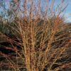 Cornus sanguinea 'Midwinter Fire' | 6 Stücke