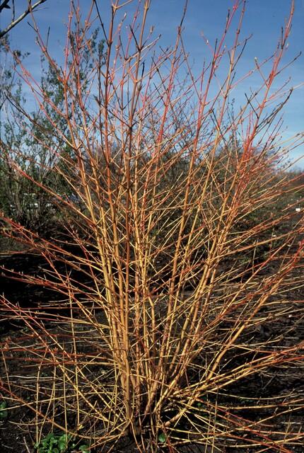 Cornus sanguinea 'Midwinter Fire' | 6 Stücke