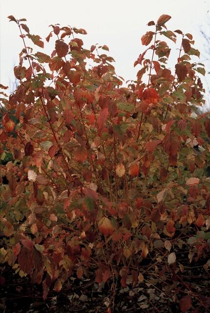 Cornus sanguinea 'Midwinter Fire' | 6 Stücke