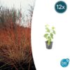 Cornus sanguinea 'Midwinter Fire' | 12 Stücke