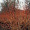 Cornus sanguinea 'Midwinter Fire' | 12 Stücke