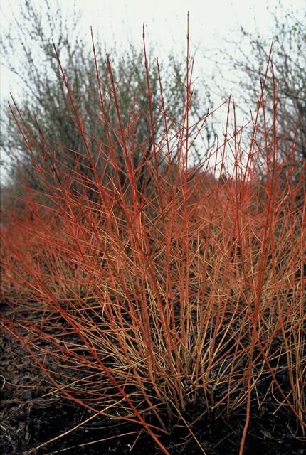Cornus sanguinea 'Midwinter Fire' | 12 Stücke