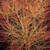 Cornus sanguinea 'Anny's Winter Orange' | 12 Stücke