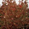 Cornus sanguinea 'Anny's Winter Orange' | 12 Stücke