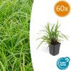 05f144894af6434c869d1444cd8f889fdfa112aa8cf54f5a81d6dc9dcead2859.jpg Carex morrowii 'Irish Green' | 60 Stücke