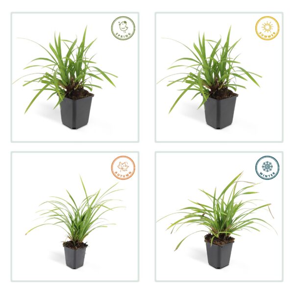 834a8df444444cd9aefaf79cef1b90baf0305eff5e20472f932b11ce42bb40f3.jpg Carex morrowii 'Irish Green' | 60 Stücke