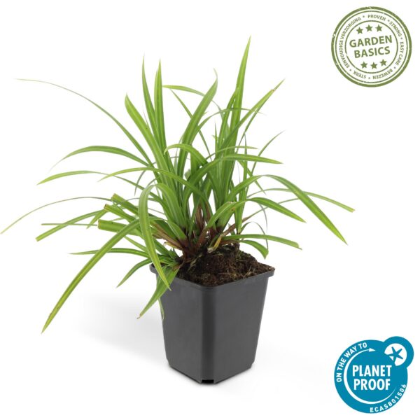e1417868d6d44d8d8dc58d153f610c7ac286eba881f741d88bef86b3105d23e5.jpg Carex morrowii 'Irish Green' | 60 Stücke