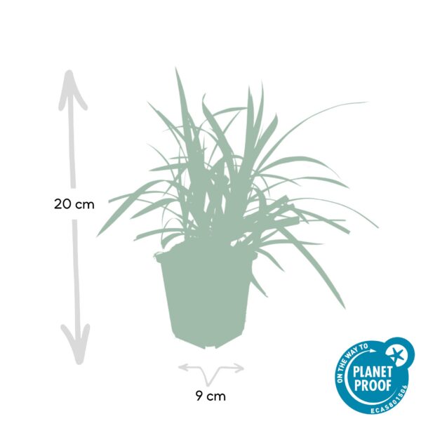 ff4120057e62428d9a1c16c656f603365e0d86d18c364f3791dac0a32d3826e0.jpg Carex morrowii 'Irish Green' | 60 Stücke