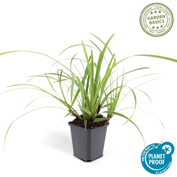 Carex morrowii 'Ice Dance' | 60 Stücke