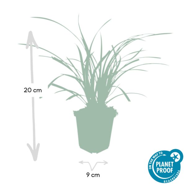 Carex morrowii 'Ice Dance' | 60 Stücke