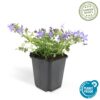 Campanula poscharskyana 'Stella' | 60 Stücke