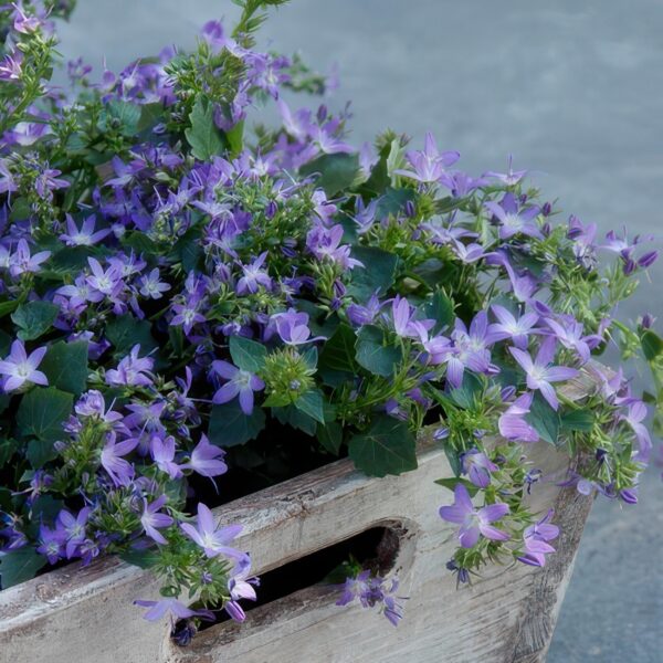 Campanula poscharskyana 'Stella' | 60 Stücke