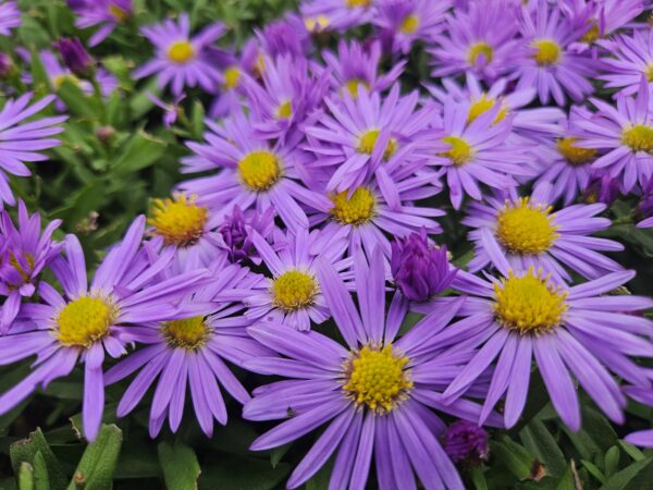 Aster dumosus 'Prof Anton Kippenberg' | 6 Stücke