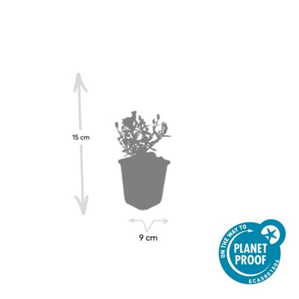 Aster dumosus 'Prof Anton Kippenberg' | 6 Stücke