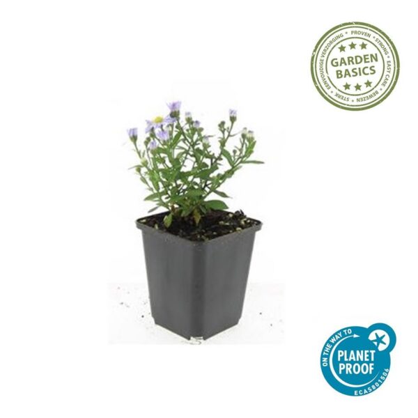 Aster dumosus 'Prof Anton Kippenberg' | 6 Stücke