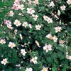 Anemone tomentosa 'Robustissima' | 6 Stücke